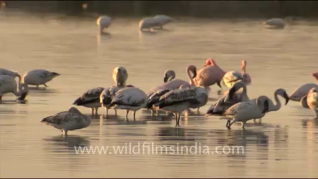 1614.Group of Flamingos in Sambhar Lake