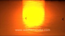 1617.Sunset over the salt pans of Sambhar Lake