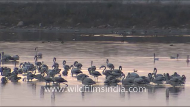 1621.Flamingos in Sambhar Lake