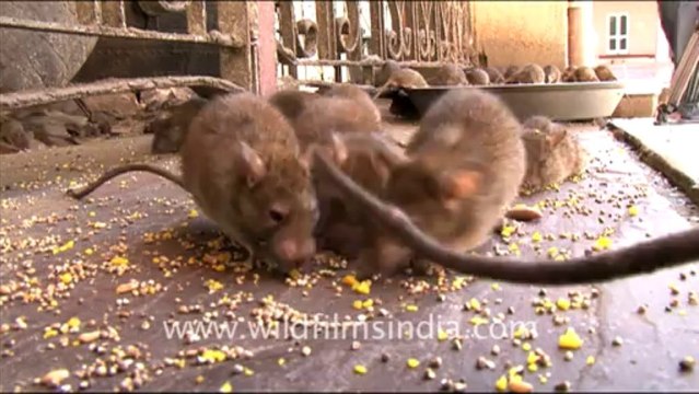 1625.Rats in Karni Mata Temple, Rajasthan