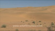 1636.Sand dunes, Rajasthan
