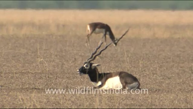 1647.Black Buck in Tal Chappar Wildlife Sanctuary