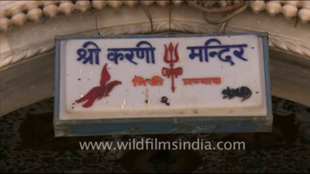 1651.Karni Mata Holy Rat Temple