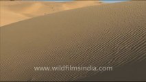 1653.Sam Sand Dunes of Rajasthan