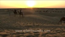 1655.Camel Safari - Sam sand dunes