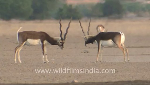 1660.Black Bucks Fighting in Tal Chappar Wildlife Sanctuary
