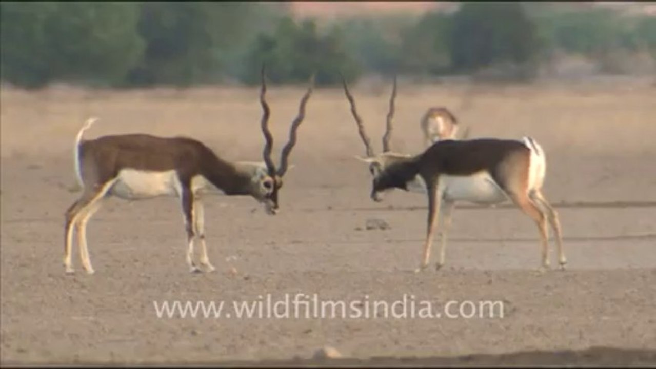 1660.Black Bucks Fighting in Tal Chappar Wildlife Sanctuary