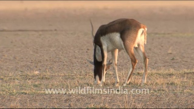1661.Black Buck in Tal Chappar Sanctuary