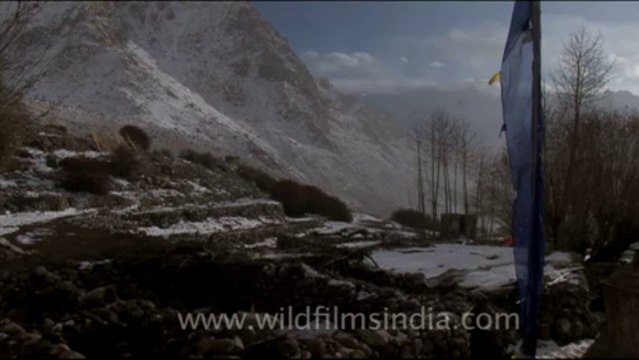 1672.Buddhist Prayer Flags in Ladakh