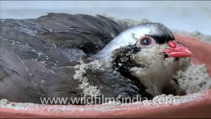 1673.Chukor Partridge sand-bathing...