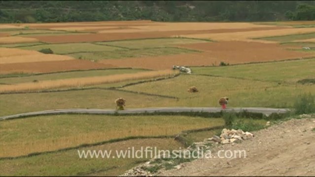 1680.Women harvesting wheat in India