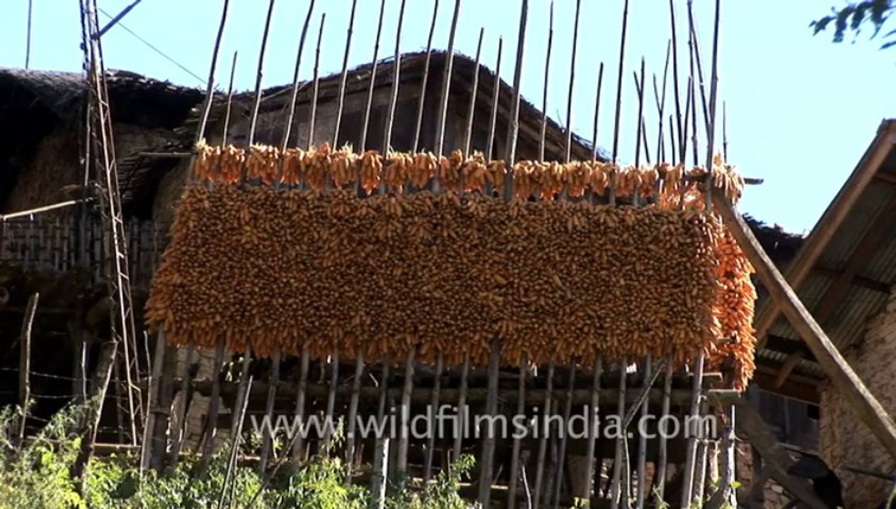 1682.Corn drying in West Kameng, Arunachal Pradesh