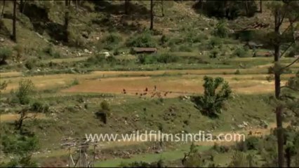 1693.Women harvesting wheat in Uttarkashi