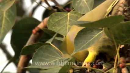 1708.Yellow Legged Green Pifeon sitting on Peeepal Tree