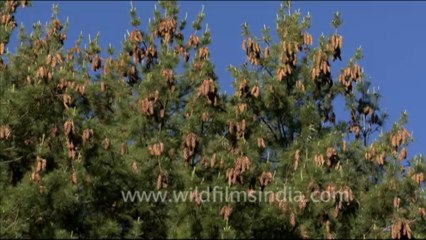 1714.Pine Trees during a trek to Gaumukh