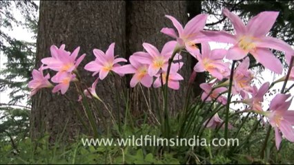 1739.Crocus Lilies