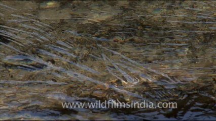 1741.Ice cracking at Gaumukh