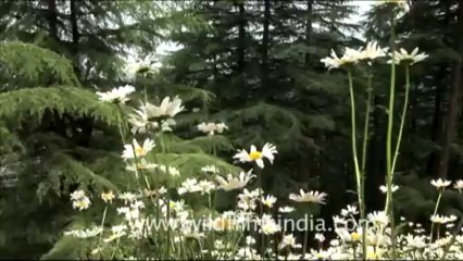 1749.Wild Daisies