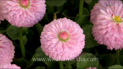 1759.Double daisy flowers in Landour