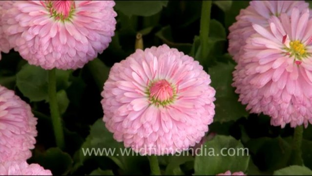 1759.Double daisy flowers in Landour
