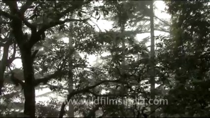 1760.Langur in the oaks