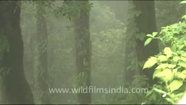 1761.Langur in the mist, Landour, Mussoorie