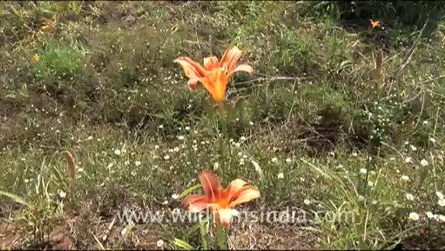 1772.Tiger lily in Landour