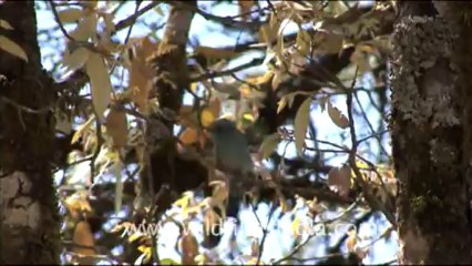 1762.Verditer Flycatcher pair on an Oak tree