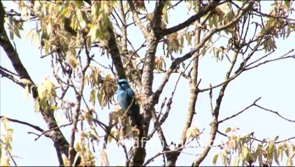 1764.Verditer Flycatcher in Landour