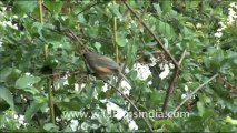 1774.White throated Laughing Thrush, Landour