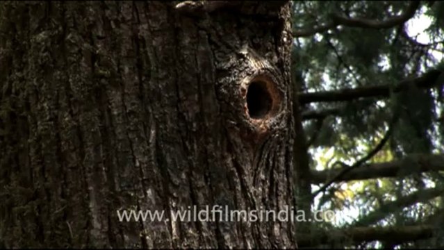 1779.Himalayan Barbet nest hole