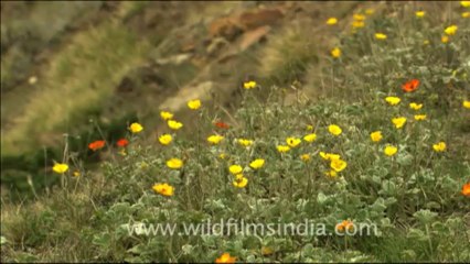 1784.Potentillas and Anemones in a Himalayan meadow