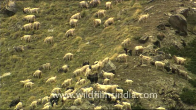 1789.Sheep in high altitude Garhwal