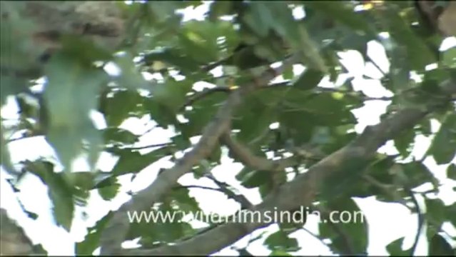 1801.Lineated Barbet in Corbett Park