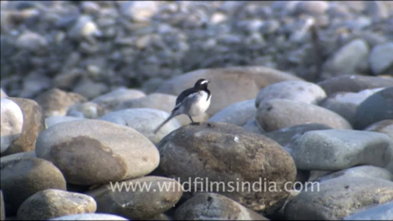 1812.White Wagtail, Corbett Park