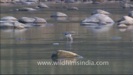 1813.Ramganga river and Plover searching for food in Kosi River