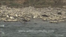 1814.Black Ibis feeding, Jim Corbett National Park