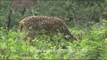 1815.Chital in velvet in Corbett National Park
