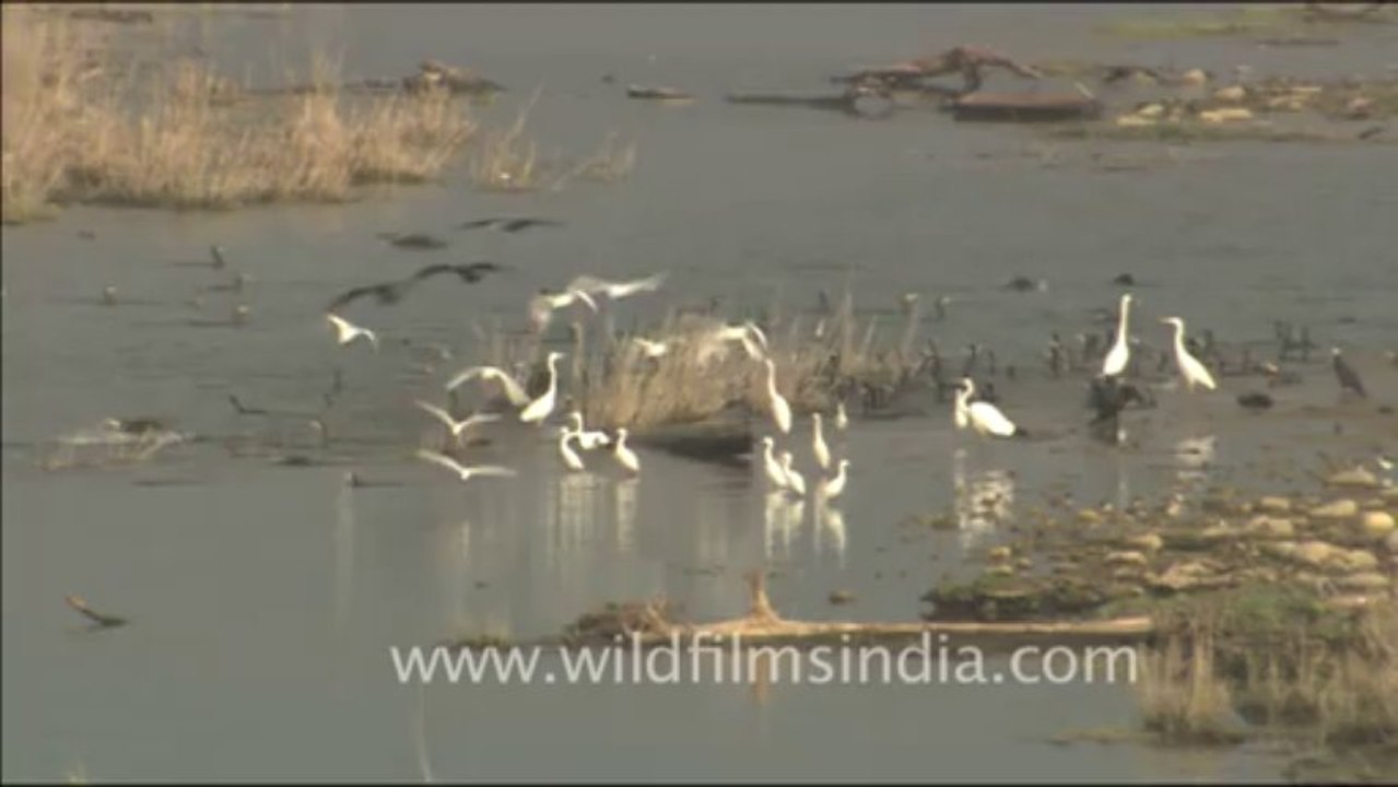 1817.Water birds on the Ramganga - Egrets and cormorants