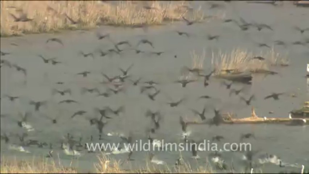1818.Cormorants in a gaggle, Corbett National Park, Uttarakhand