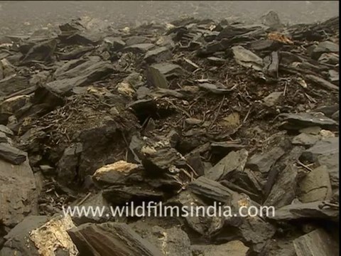 1868.Skulls and bones at Roopkund lake!