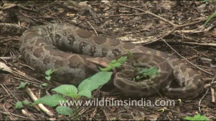 1873.Python swallows rat whole!