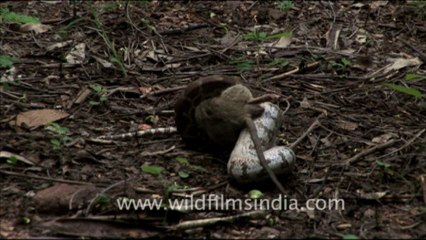 1874.Python molurus eating a rat in Madhya Pradesh, India