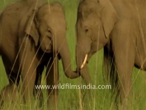 1879.Frolicking Asiatic elephants