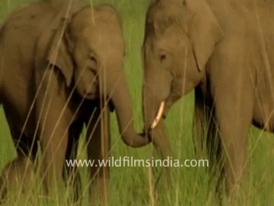 1879.Frolicking Asiatic elephants