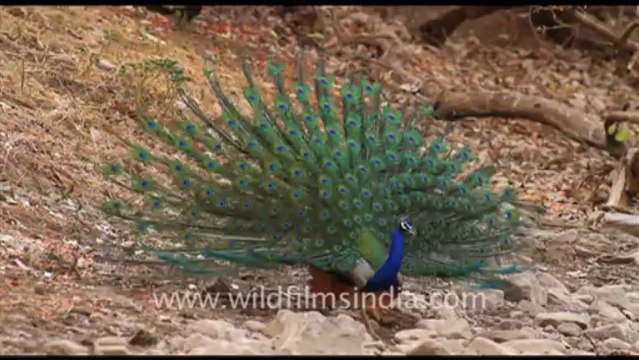 1879.Peacock displaying