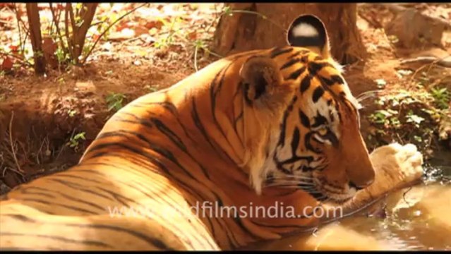 1891.Tiger in Ranthambhore