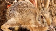 1904.Black-naped Hare in Ranthambhore