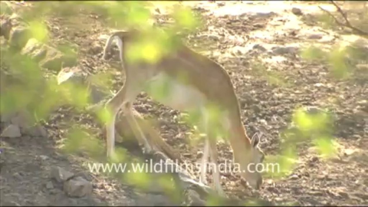 1908.Female black buck