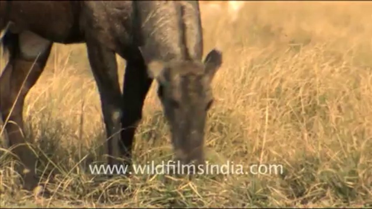 1910.Nilgai in Rajasthan